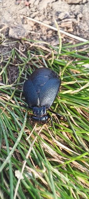 Meloe decorus - csinos nünüke