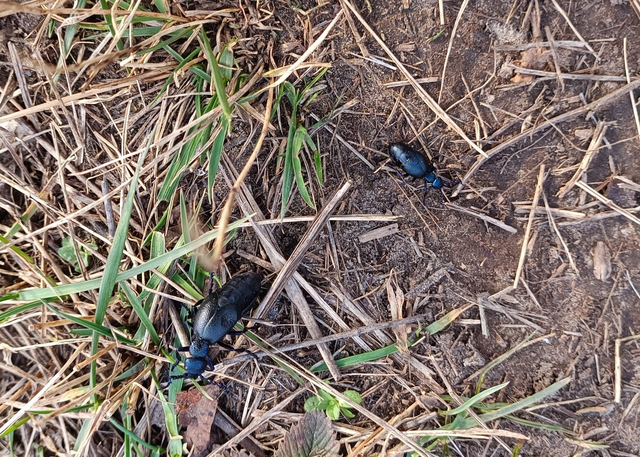 Meloe proscarabaeus - közönséges nünüke