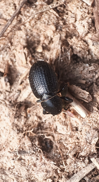 Psallidium maxillosum - fekete barkó