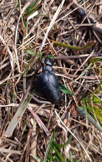 Meloe uralensis - uráli nünüke