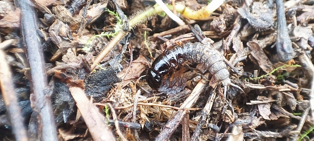Staphylinidae - holyvafélék