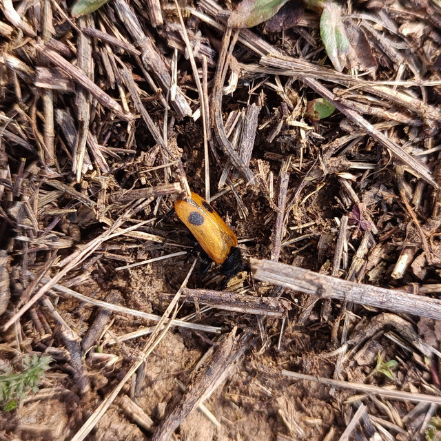 Apalus bimaculatus - kétfoltos élősdibogár