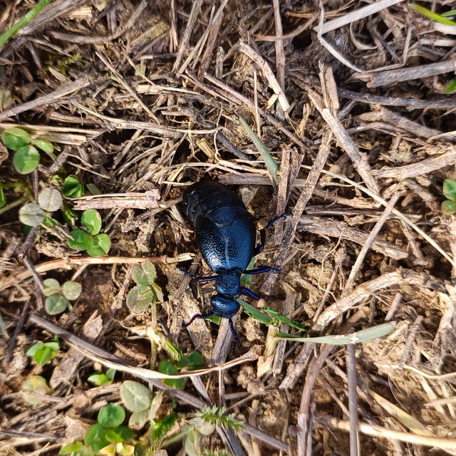 Meloe proscarabaeus - közönséges nünüke