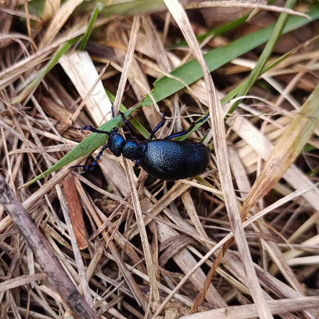 Meloe proscarabaeus - közönséges nünüke