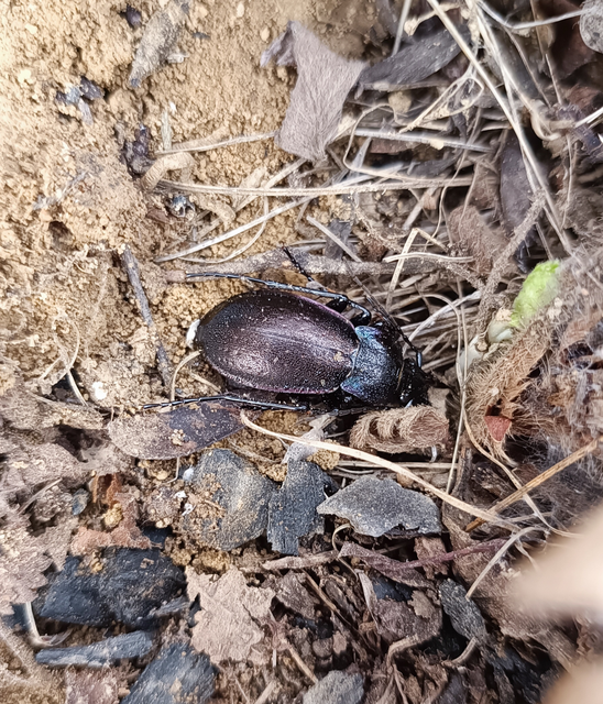 Carabus nemoralis - ligeti futrinka