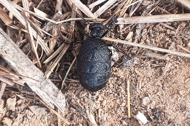 Meloe rugosus - ráncos nünüke