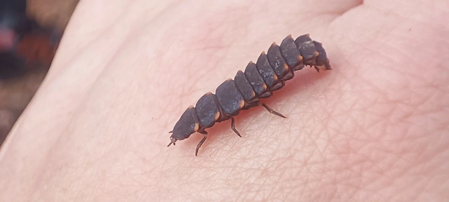 Lampyris noctiluca - nagy szentjánosbogár