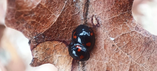 Exochomus quadripustulatus - négyfoltos szerecsenkata