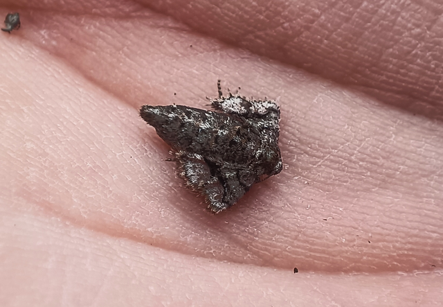 Agriopis marginaria - sárgás téliaraszoló