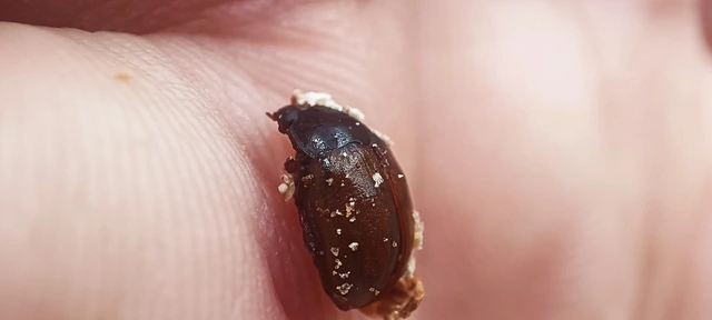Leiodes Leiodes