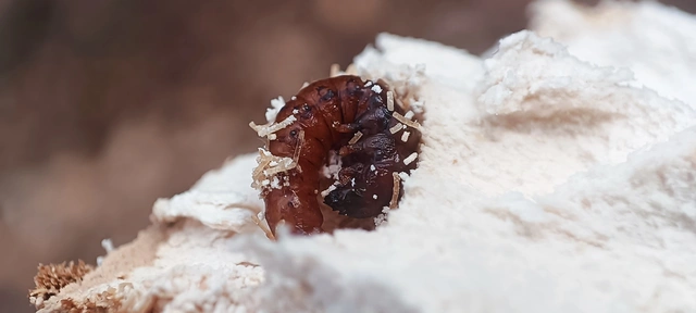 Leiodes Leiodes