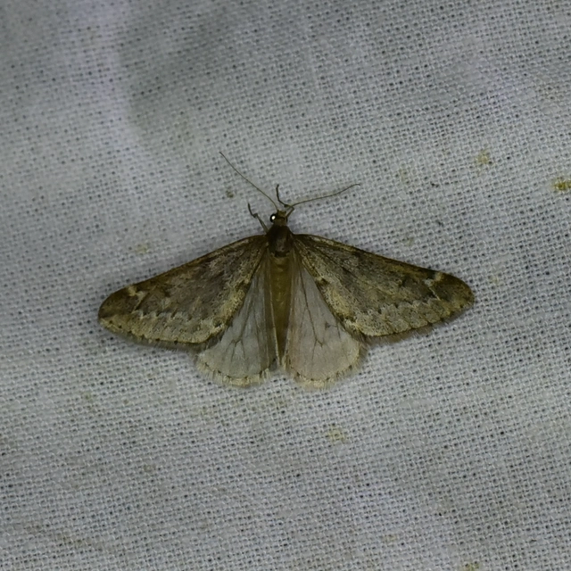 Alsophila aescularia - vadgesztenye-araszoló