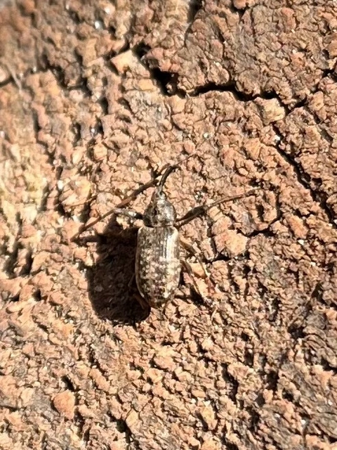 Dorytomus longimanus - kétalakú hangormányos