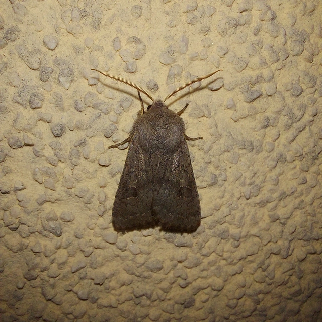 Orthosia populeti - nyárfa-barkabagoly