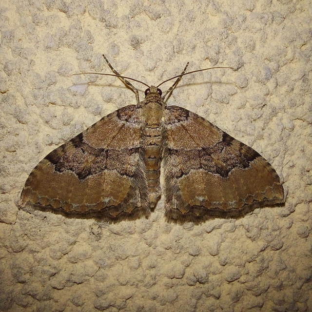 Hydria cervinalis - őzbarna araszoló