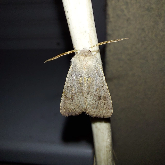 Orthosia populeti - nyárfa-barkabagoly
