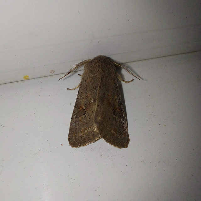 Orthosia populeti - nyárfa-barkabagoly
