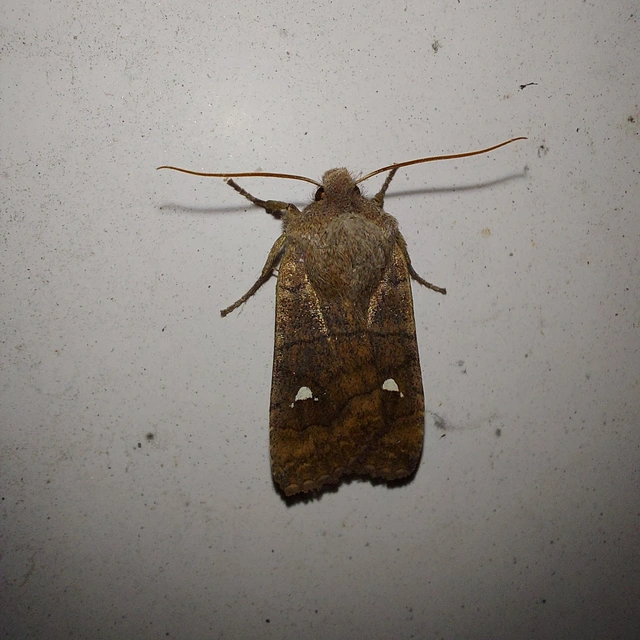 Eupsilia transversa - holdacskás télibagoly