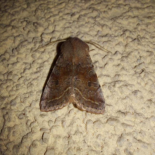 Orthosia incerta - változékony barkabagoly