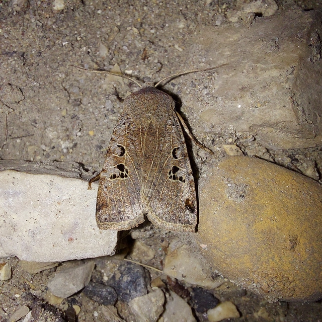 Conistra rubiginosa - szürke télibagoly