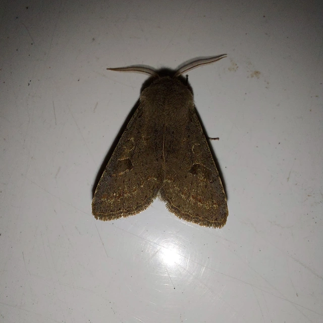 Orthosia populeti - nyárfa-barkabagoly