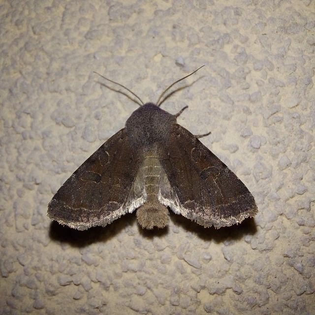 Orthosia incerta - változékony barkabagoly
