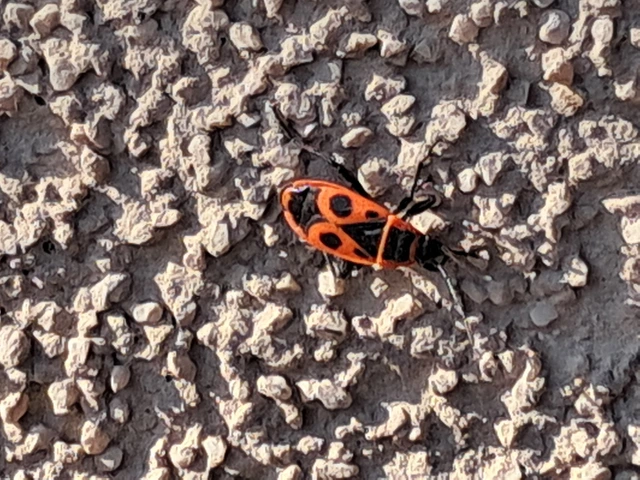 Pyrrhocoris apterus - verőköltő poloska