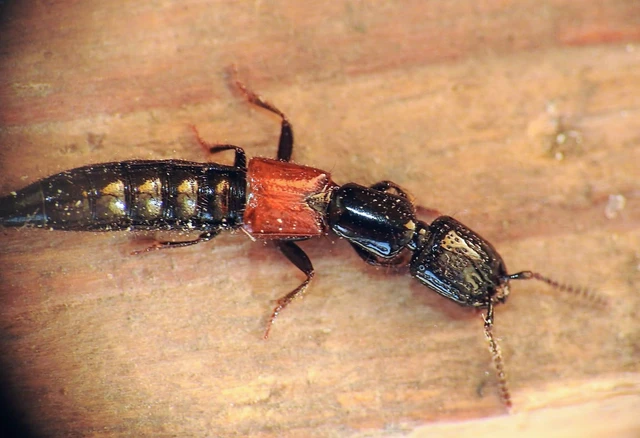 Gauropterus fulgidus - fényes rovátkásholyva