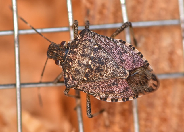 Halyomorpha halys - ázsiai márványospoloska