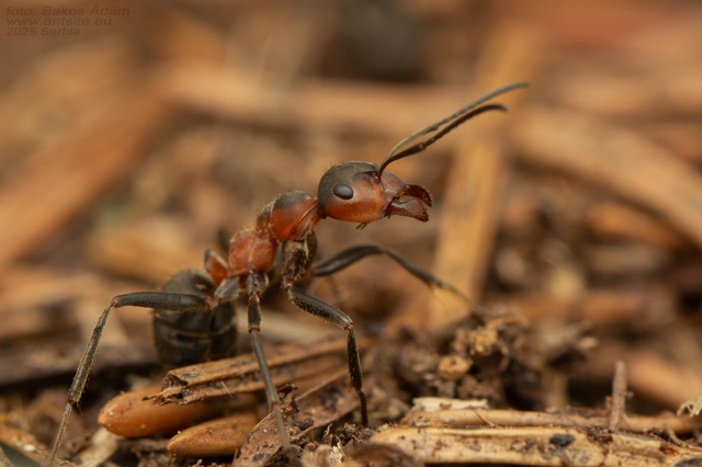 Formica pratensis - réti vöröshangya