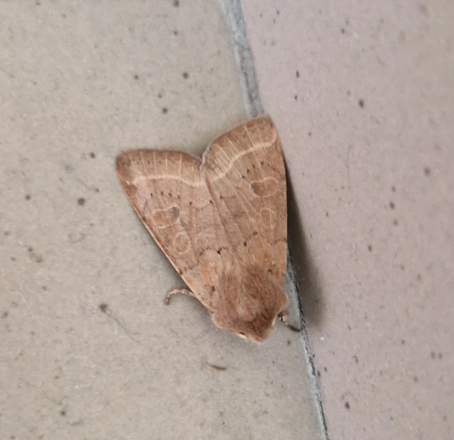 Orthosia cerasi - közepes barkabagoly