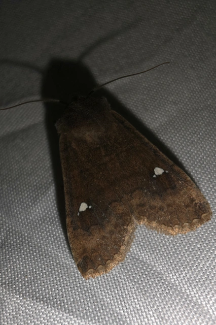 Eupsilia transversa - holdacskás télibagoly