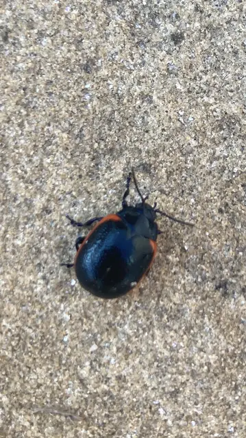 Chrysolina rossia - trapézhátú szegélyeslevelész