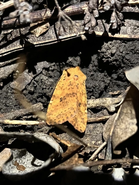 Conistra rubiginea - vörös őszibagoly