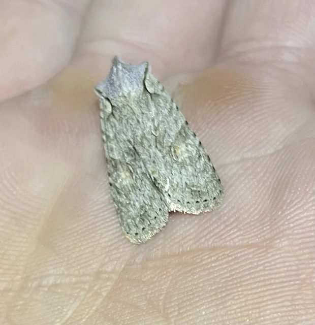 Lithophane ornitopus - közönséges fabagoly