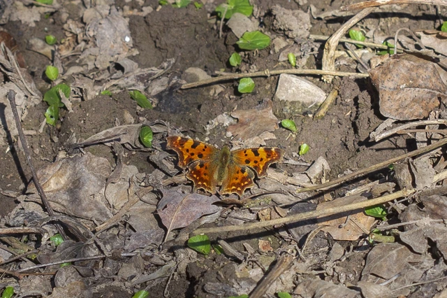 Nymphalis c-album - C-betűs lepke