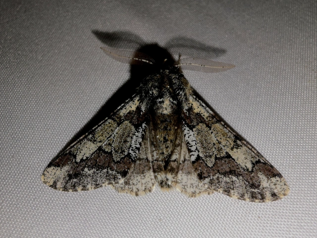Biston strataria - barnapettyes araszoló