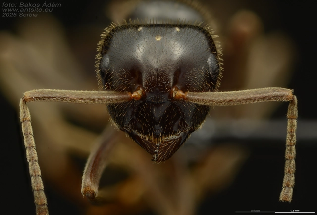 Lasius fuliginosus - kartonépítő fahangya