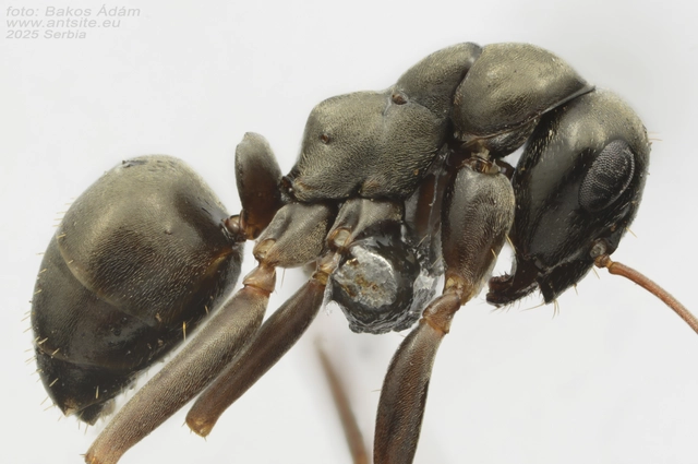 Formica fusca - kormos rabszolgahangya