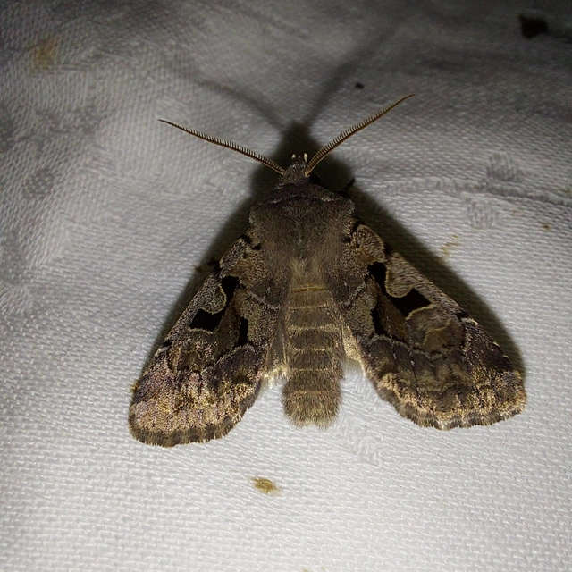 Orthosia gothica - feketefoltos barkabagoly