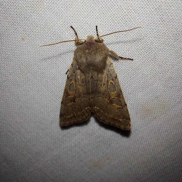 Orthosia populeti - nyárfa-barkabagoly