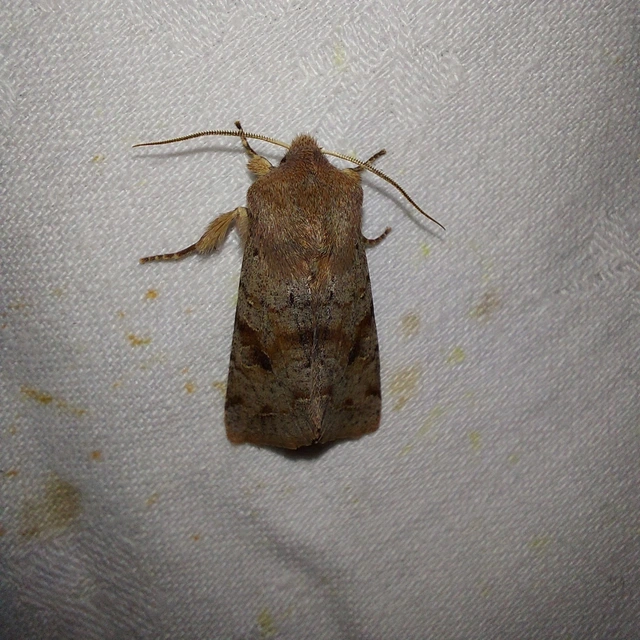 Orthosia incerta - változékony barkabagoly