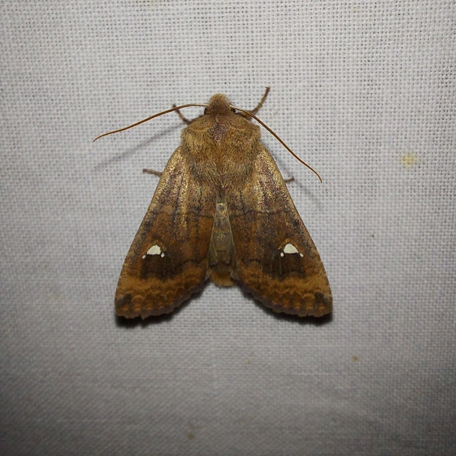 Eupsilia transversa - holdacskás télibagoly