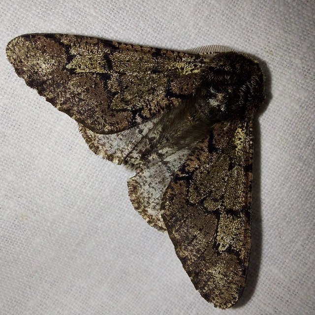 Biston strataria - barnapettyes araszoló