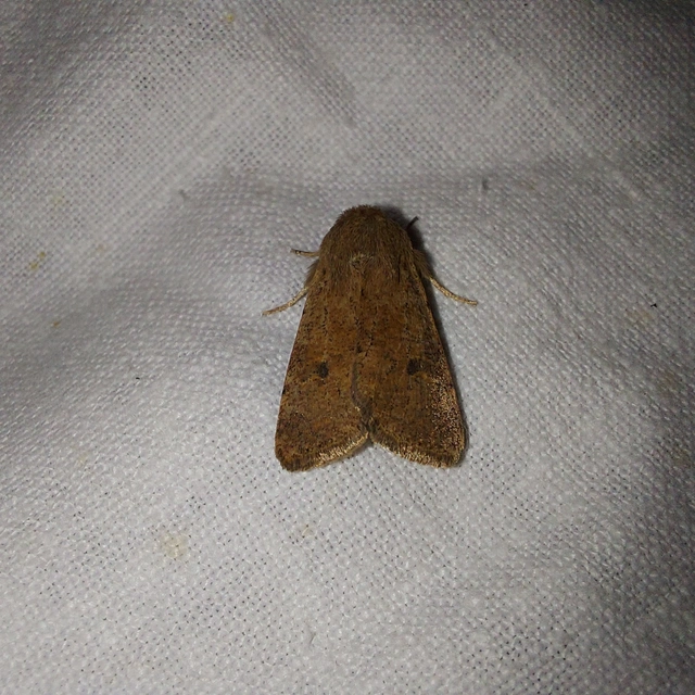 Orthosia cruda - kis barkabagoly