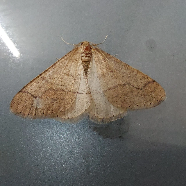 Agriopis marginaria - sárgás téliaraszoló