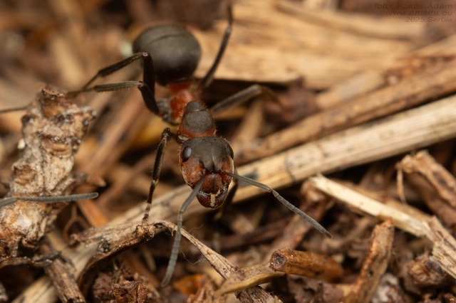 Formica pratensis - réti vöröshangya