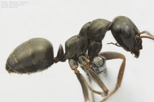 Formica fusca - kormos rabszolgahangya