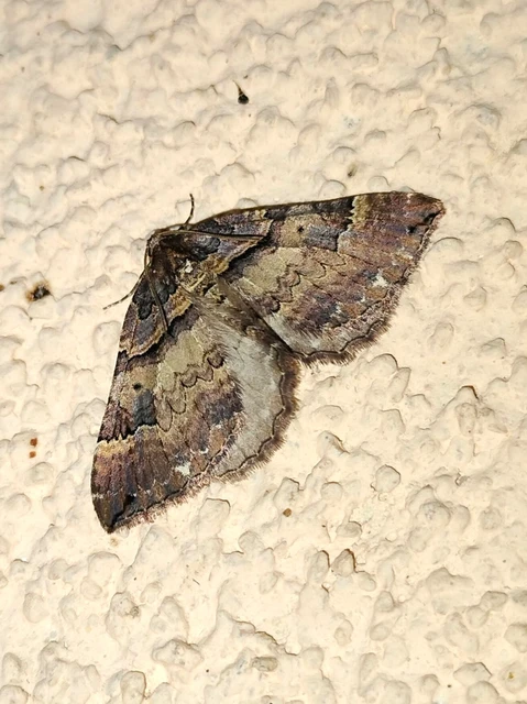 Earophila badiata - csipkerózsa-araszoló