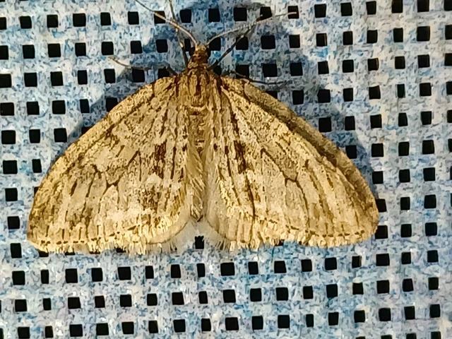 Trichopteryx polycommata - kőrisfa-lebenyesaraszoló